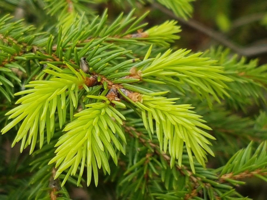 Tannenwipfelsirup gegen Husten sarosa